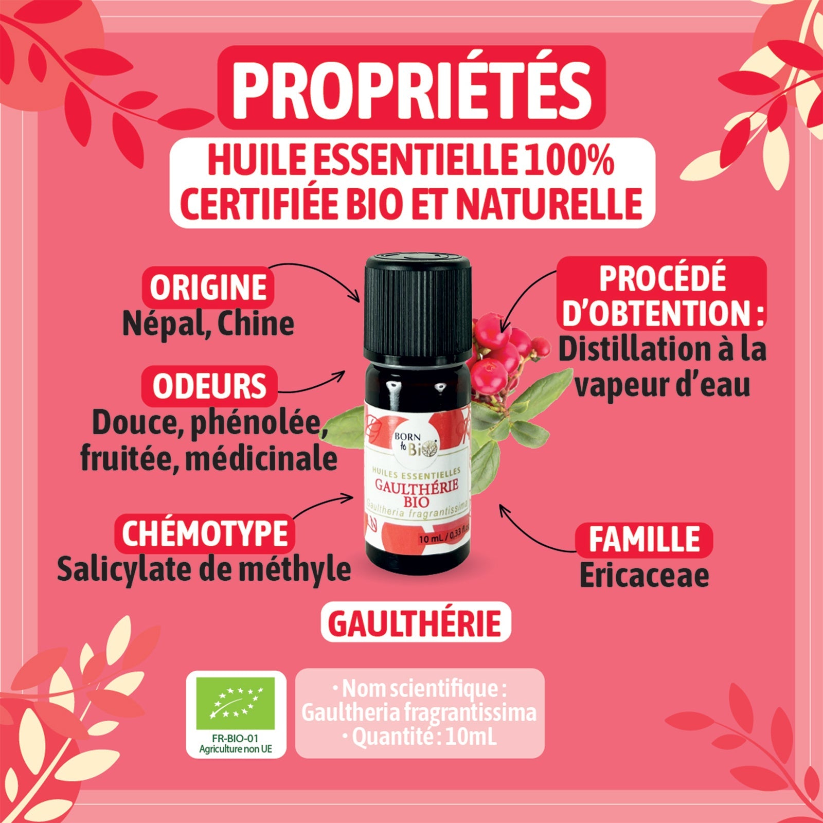 Organic wintergreen essential oil-1
